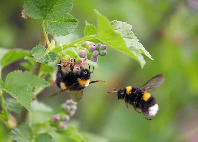bumblebee