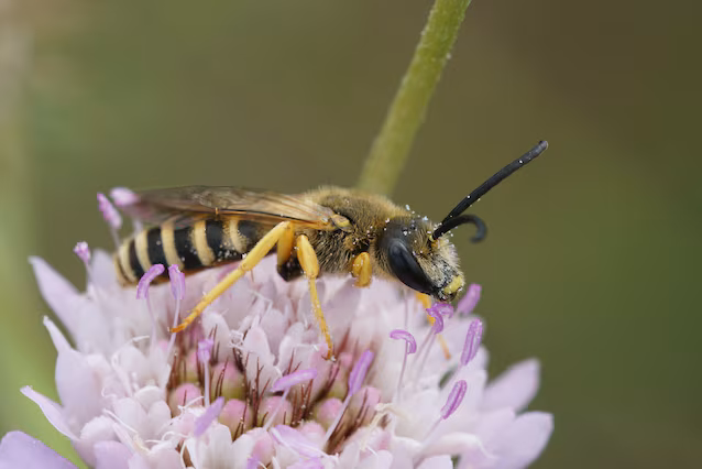 sweat bee