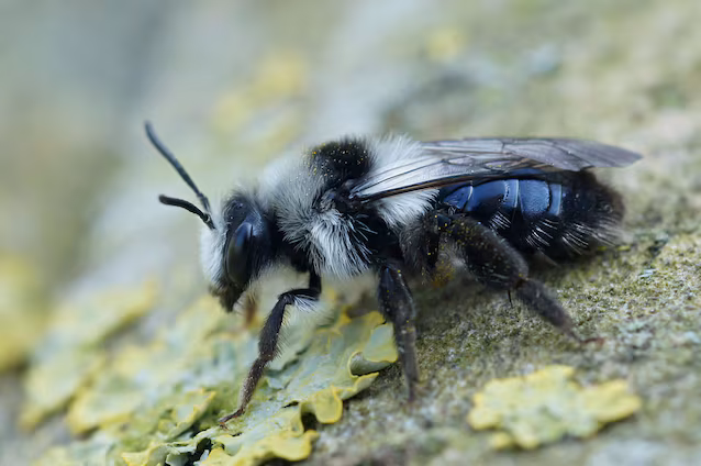 mining bee