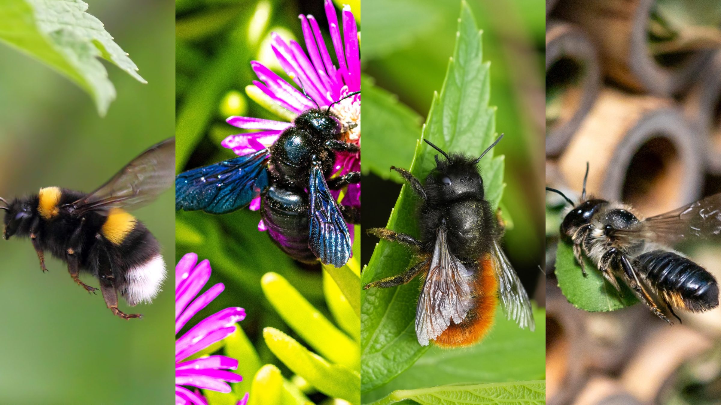 The difference between bumblebees and other non-honey bee species: from mining to masonry