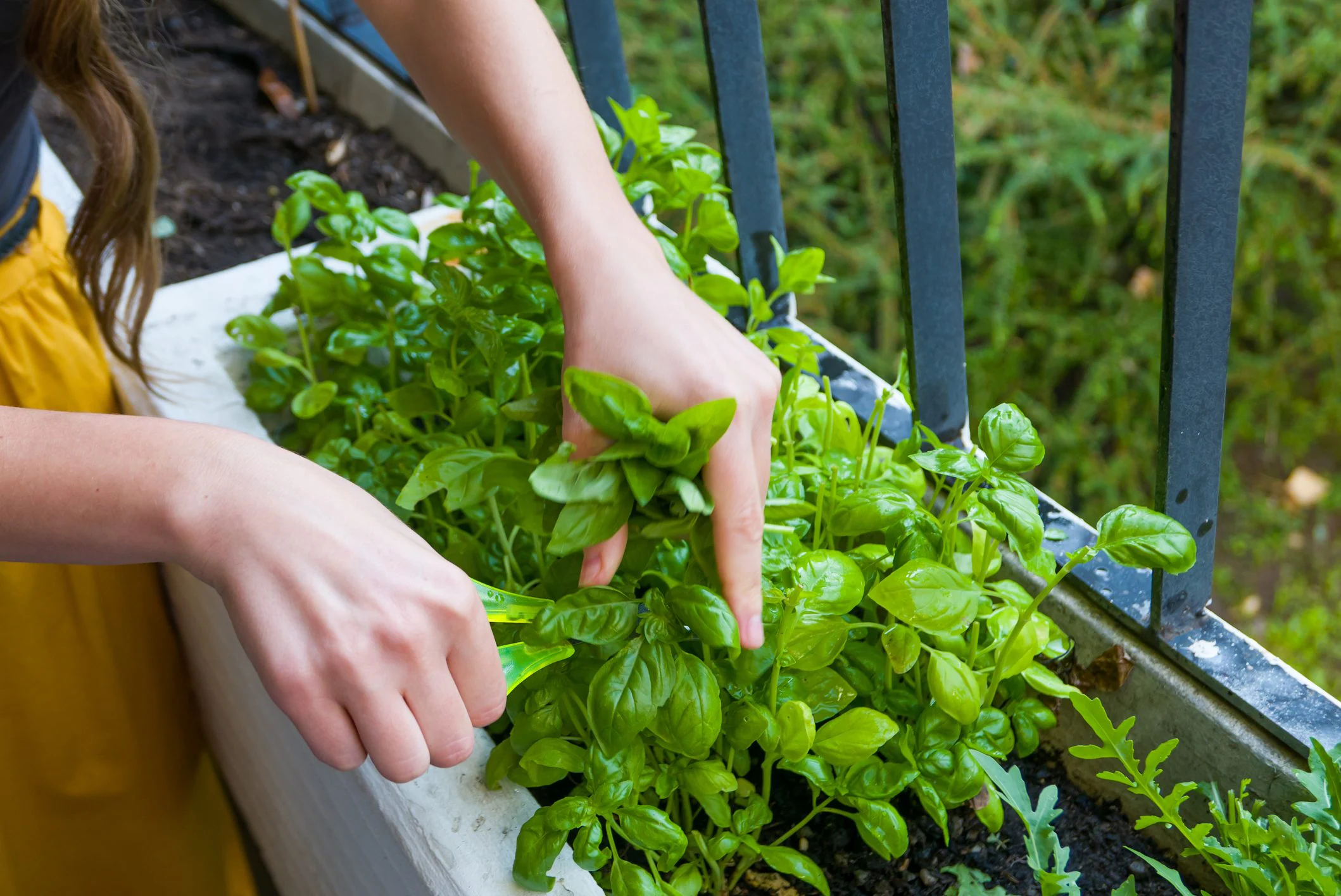 Basil, an aromatic plant rich in essential oils to be placed in the light: techniques for growing it