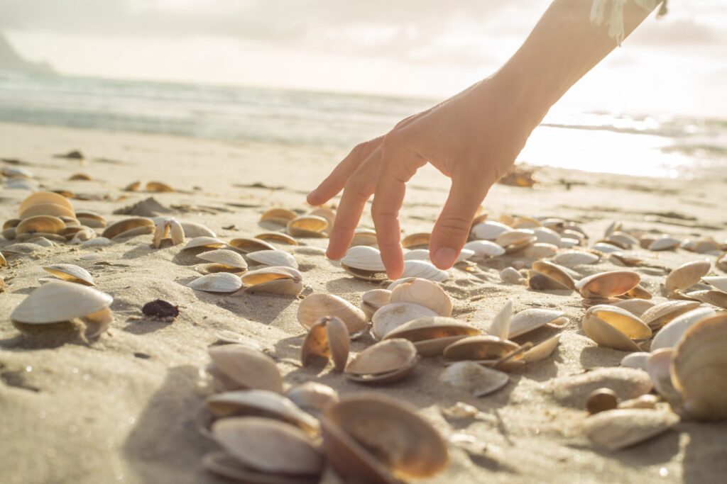 It is illegal to collect sand and shells on the beach: it ruins the ecosystem, fines of up to 9 thousand euros
