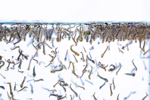 mosquito larvae