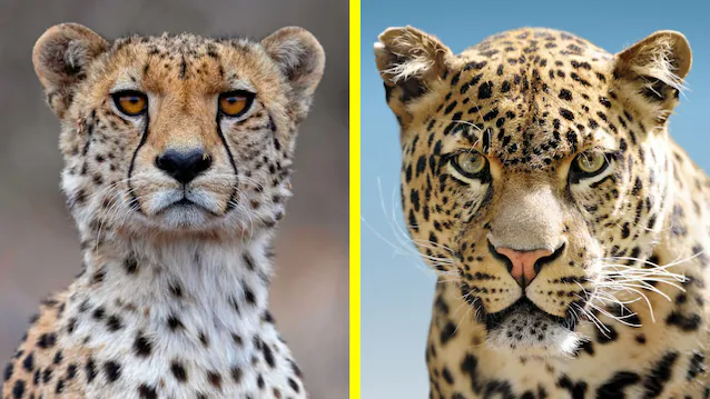 cheetah vs leopard muzzle
