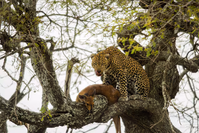 leopard with prey on a tree