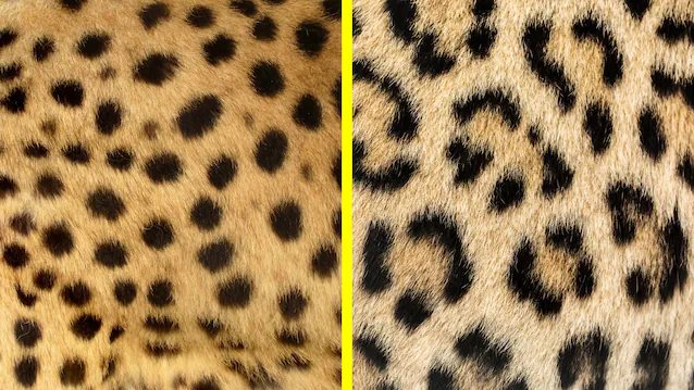 leopard and cheetah spots