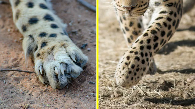 leopard and cheetah paws