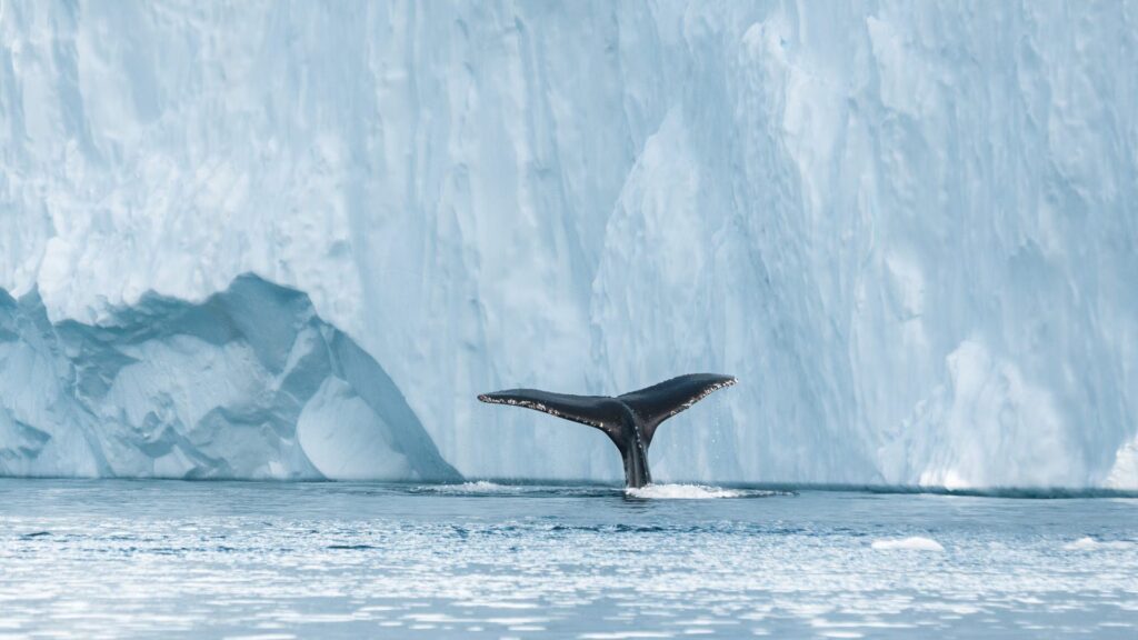Why more whales are arriving in East Greenland: the study on the role of heat