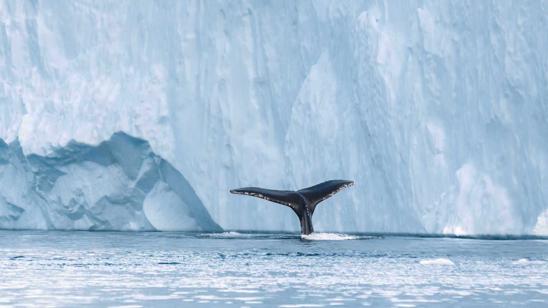 Why more whales are arriving in East Greenland: the study on the role of heat