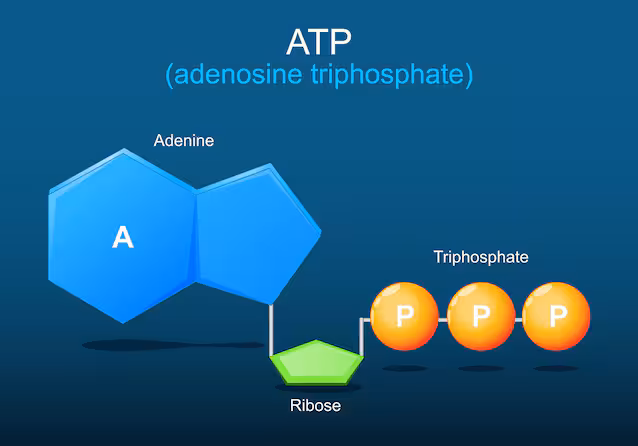 ATP energy molecule