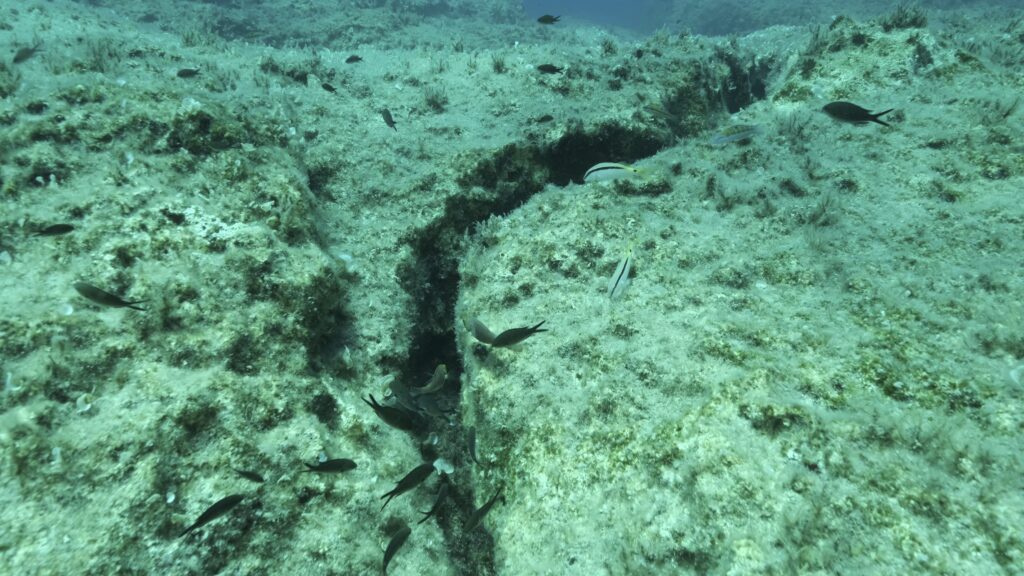 The Gofar fault in the Pacific Ocean generates Md 6 earthquakes every 5-6 years: the barrier zones