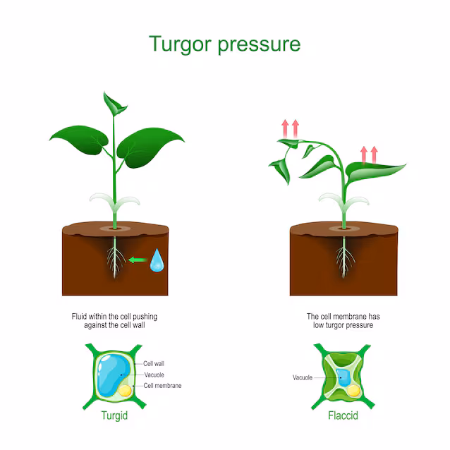 plant cell turgor