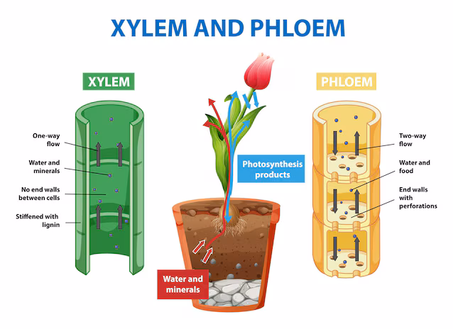xylem and phloem