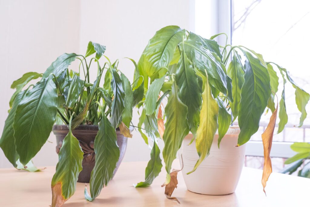 Why do plants wither? The balance between water, light and soil: the solution is not always watering