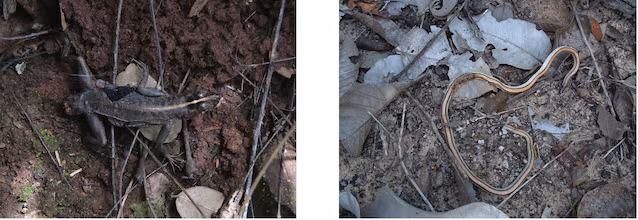 prey of capuchin monkeys