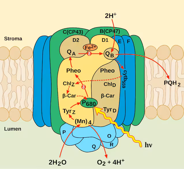 Structure of Photosystem II
