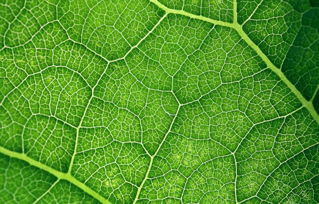 Identify how photosynthesis captures light: the transfer of electrons from chlorophyll to pheophytin