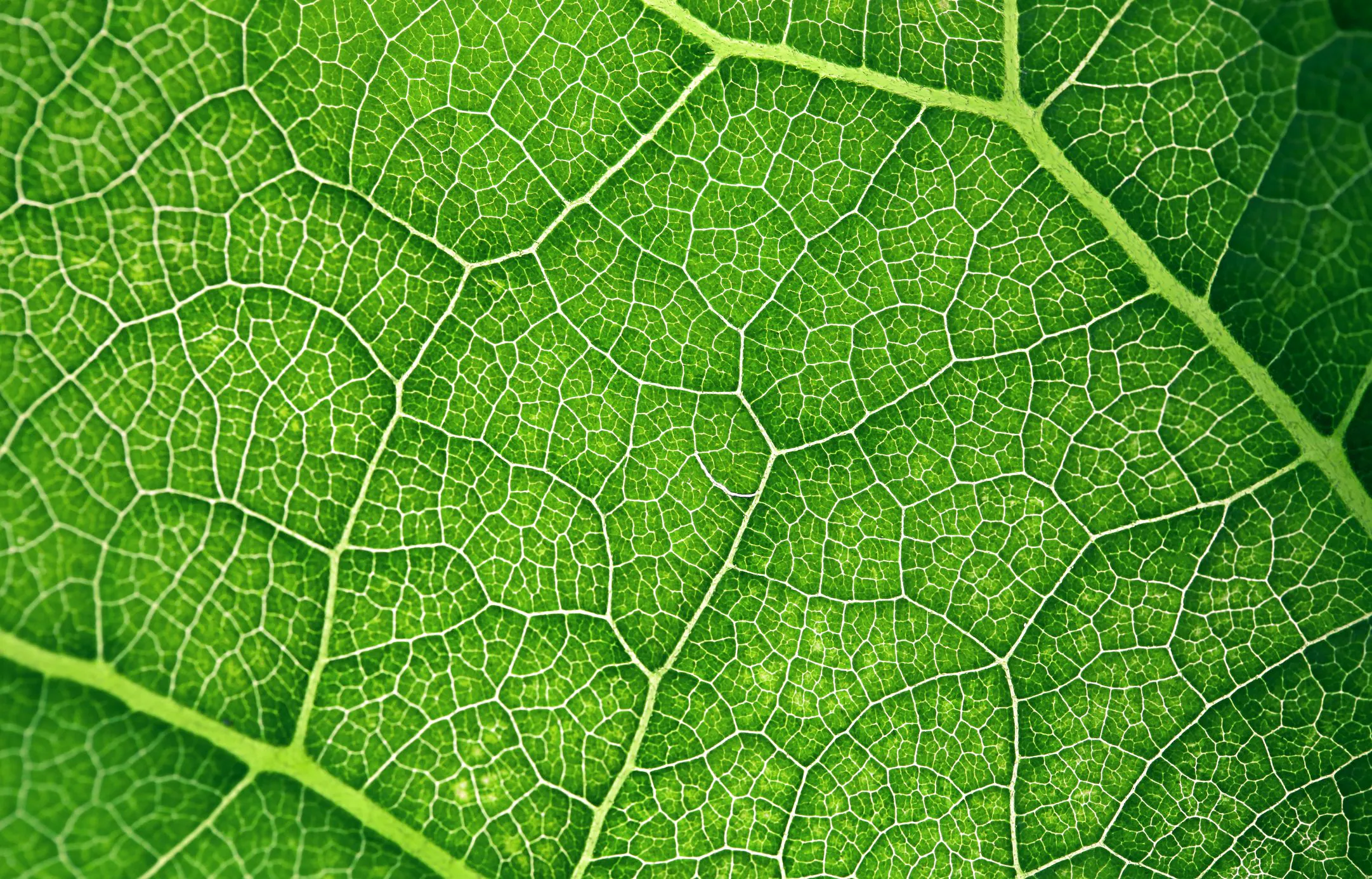 Identify how photosynthesis captures light: the transfer of electrons from chlorophyll to pheophytin
