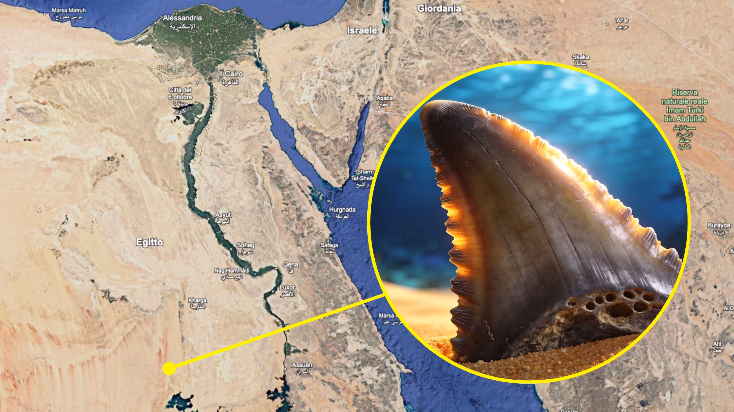 Shark cemetery in the Sahara from 75 million years ago, under the sand there are the teeth of Cretoxyrhina mantelli