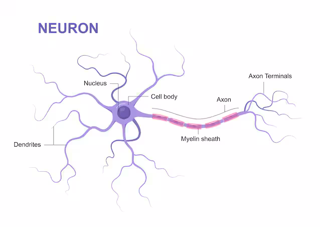 neuronal connections