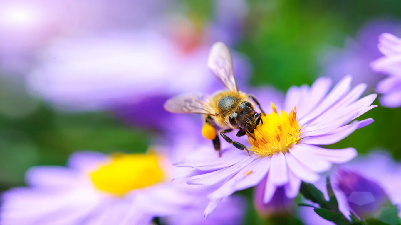 Bees in difficulty between July and September: why it is the most critical period and how we can protect them