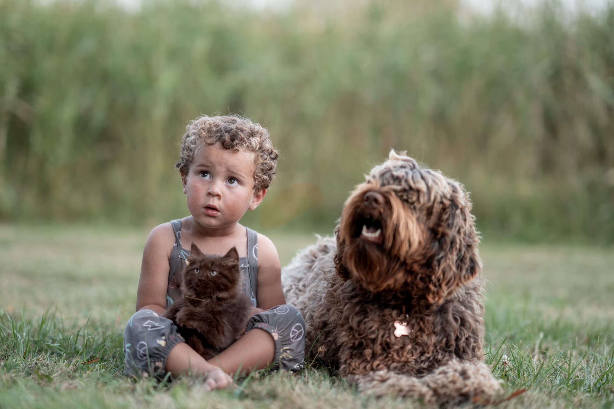 Why humans speak and animals don't and how language arose: vocal anatomy and the brain