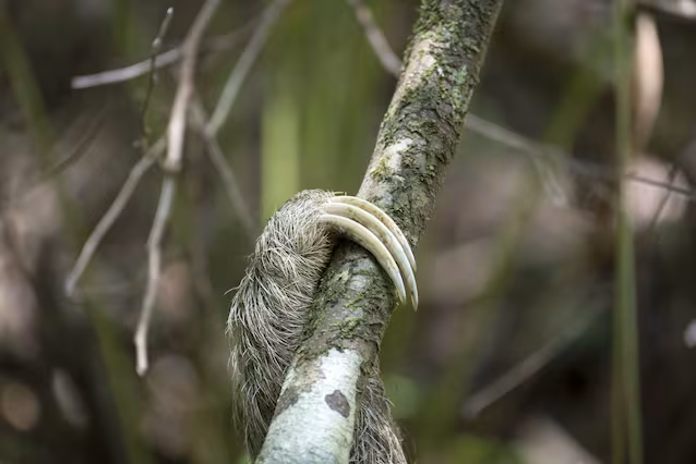 sloth claws