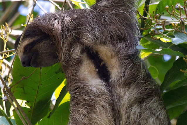 sloth moths