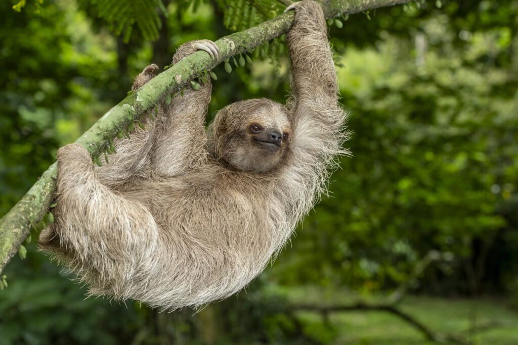 The sloth is the slowest mammal in the world: it sleeps 9.6 hours and its fur is home to algae and moths