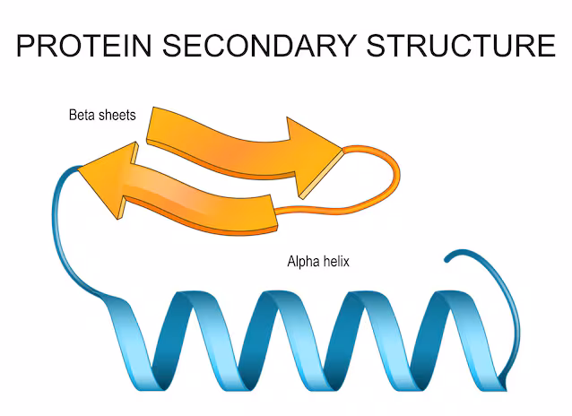 secondary structures proteins