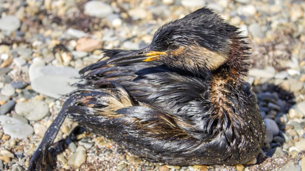 The oil spill in the Naviglio in Milan caused damage to birds: the effects on the feathers
