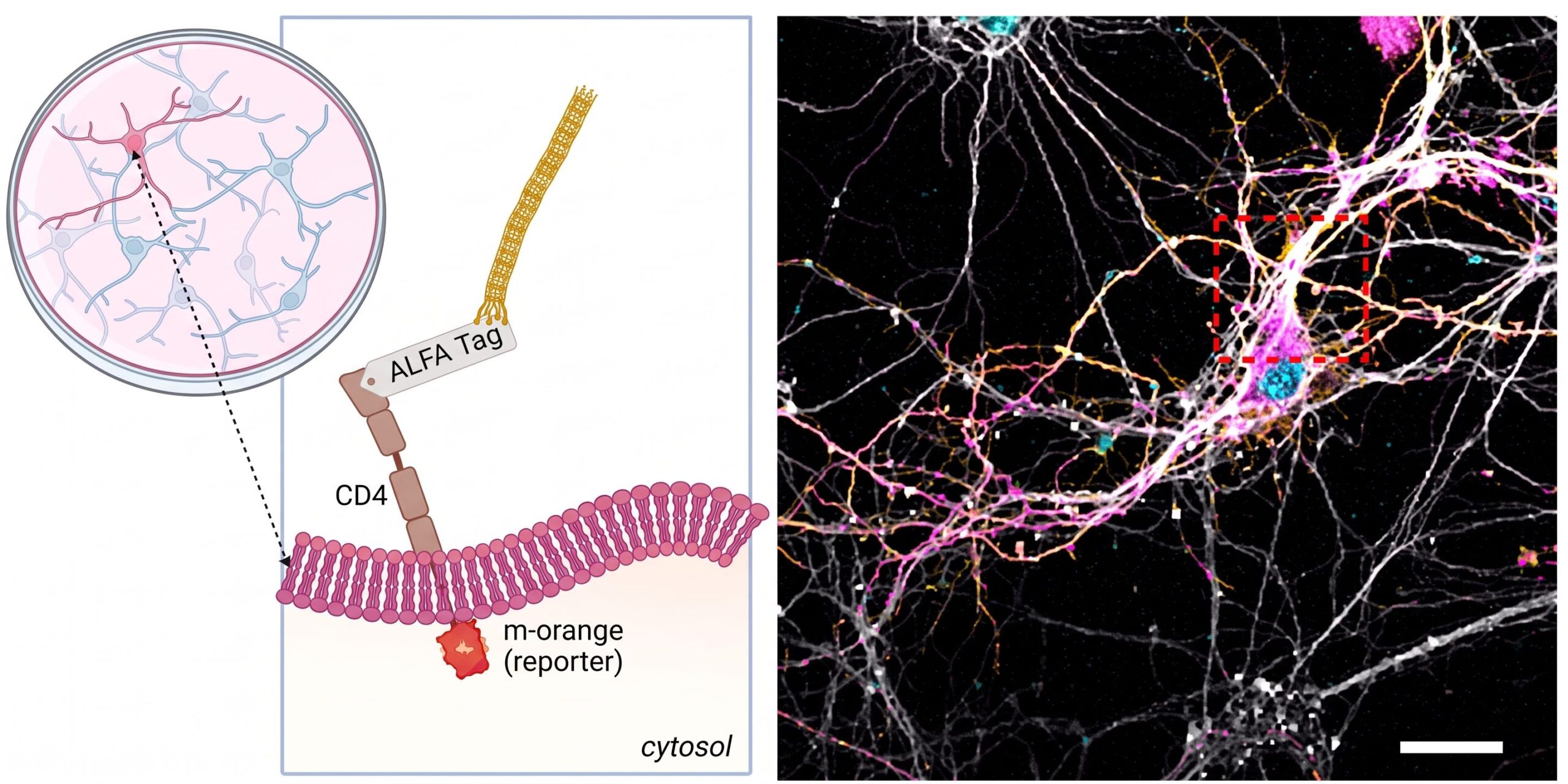 Transforming the M13 virus into a molecular "postman" of drugs for the brain: the Italian study