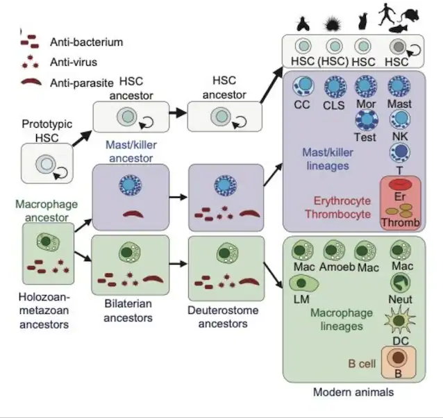 evolution of blood cell lines