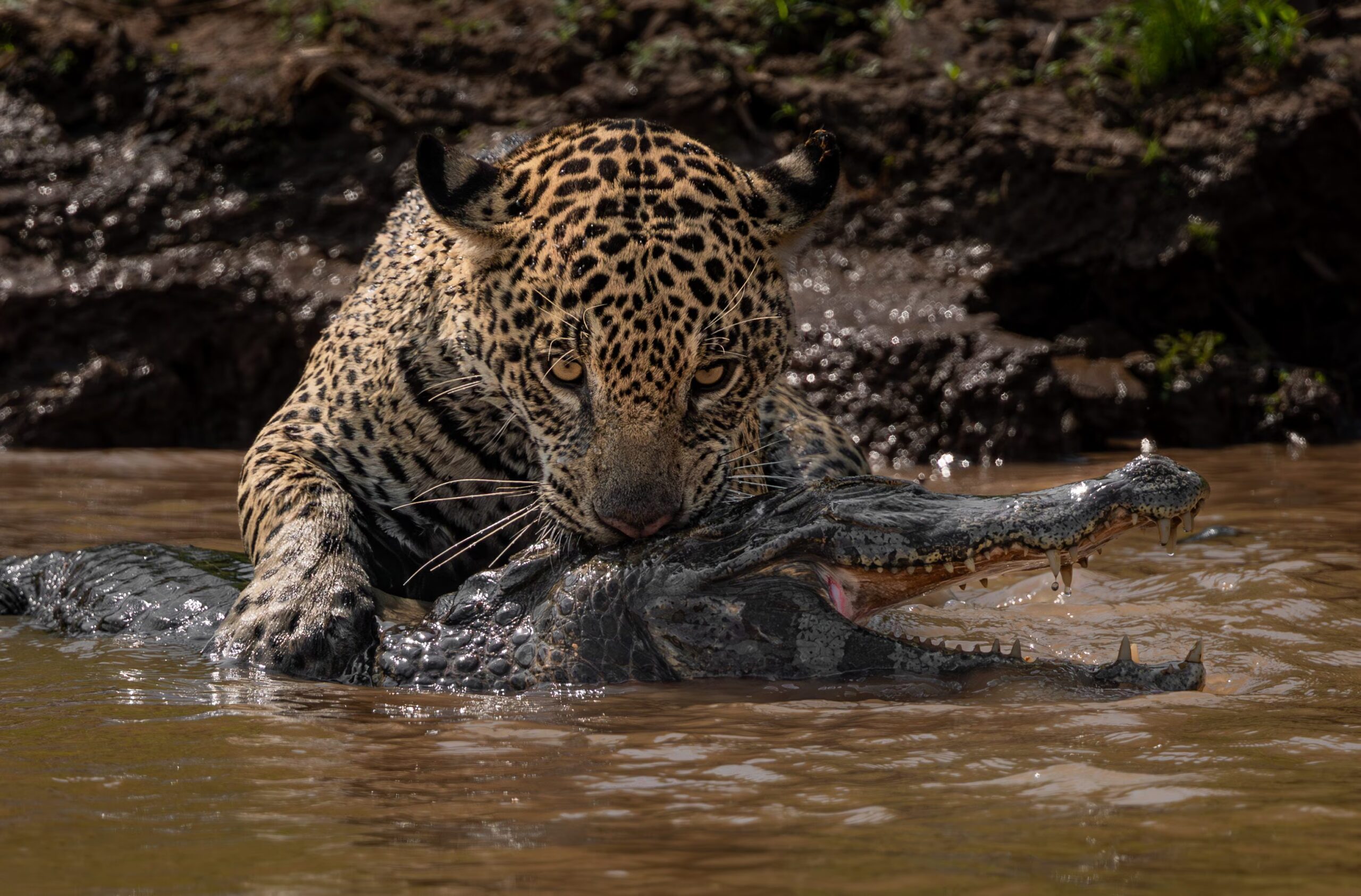 Why the jaguar wins in the fight against the caiman: unique strength and skull biting technique