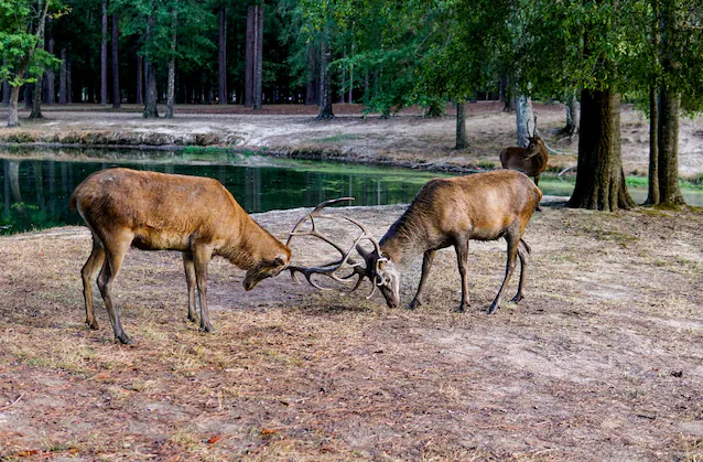 red deer fight