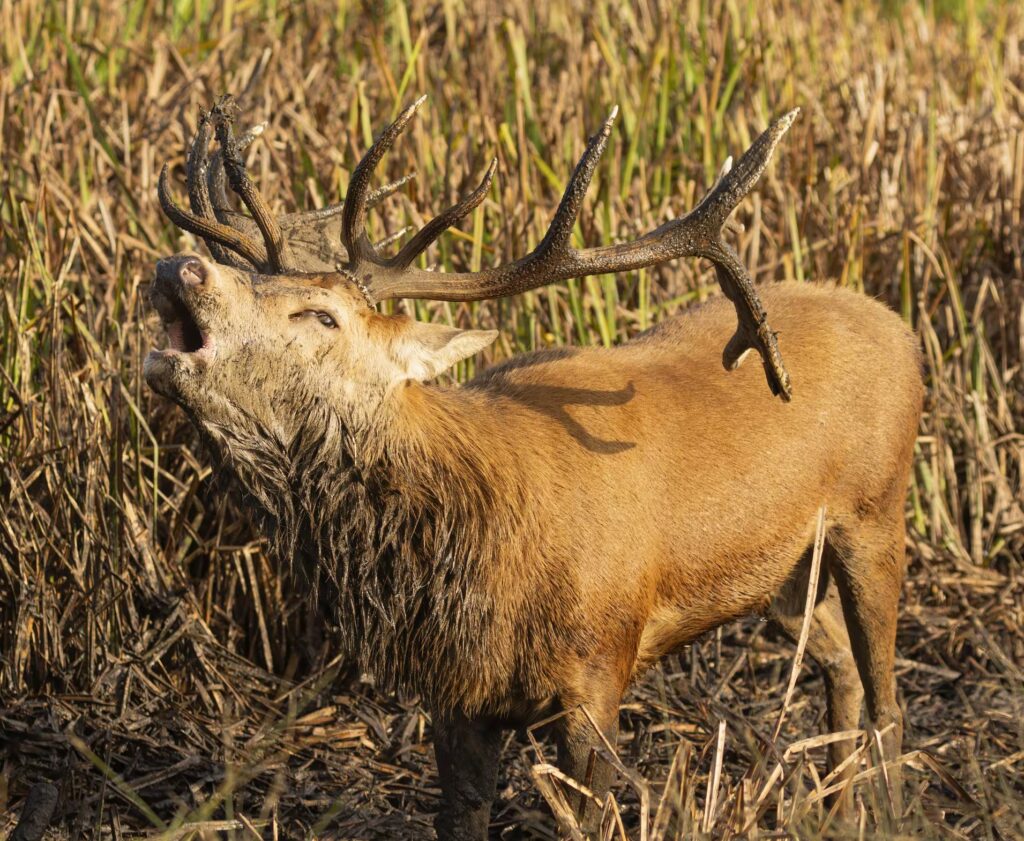 The roar of deer is among the loudest sounds in the woods: what is the purpose of the audible call up to one km away?