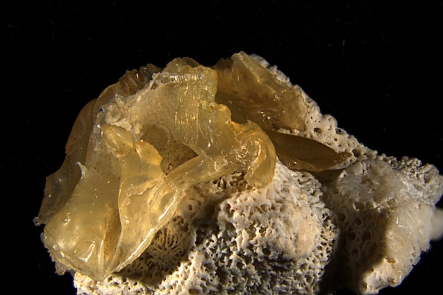 Okinawa plastic coral