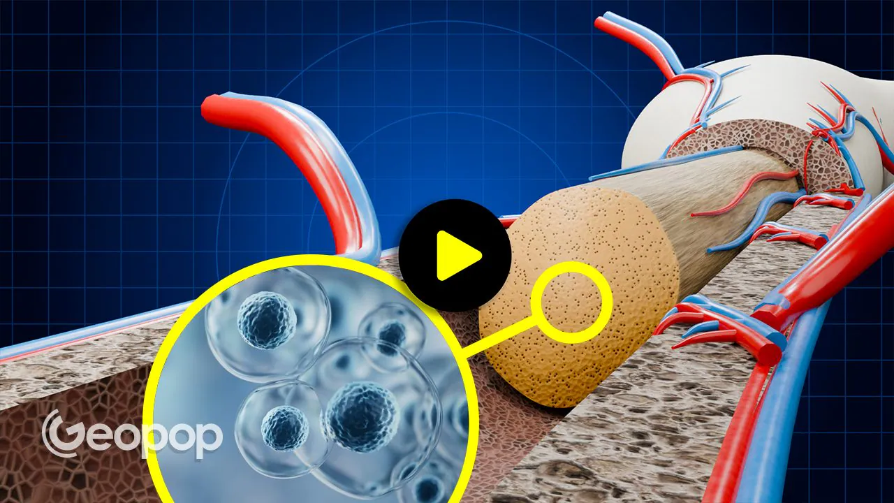 Donate bone marrow: who can do it, how to register and how the donation takes place