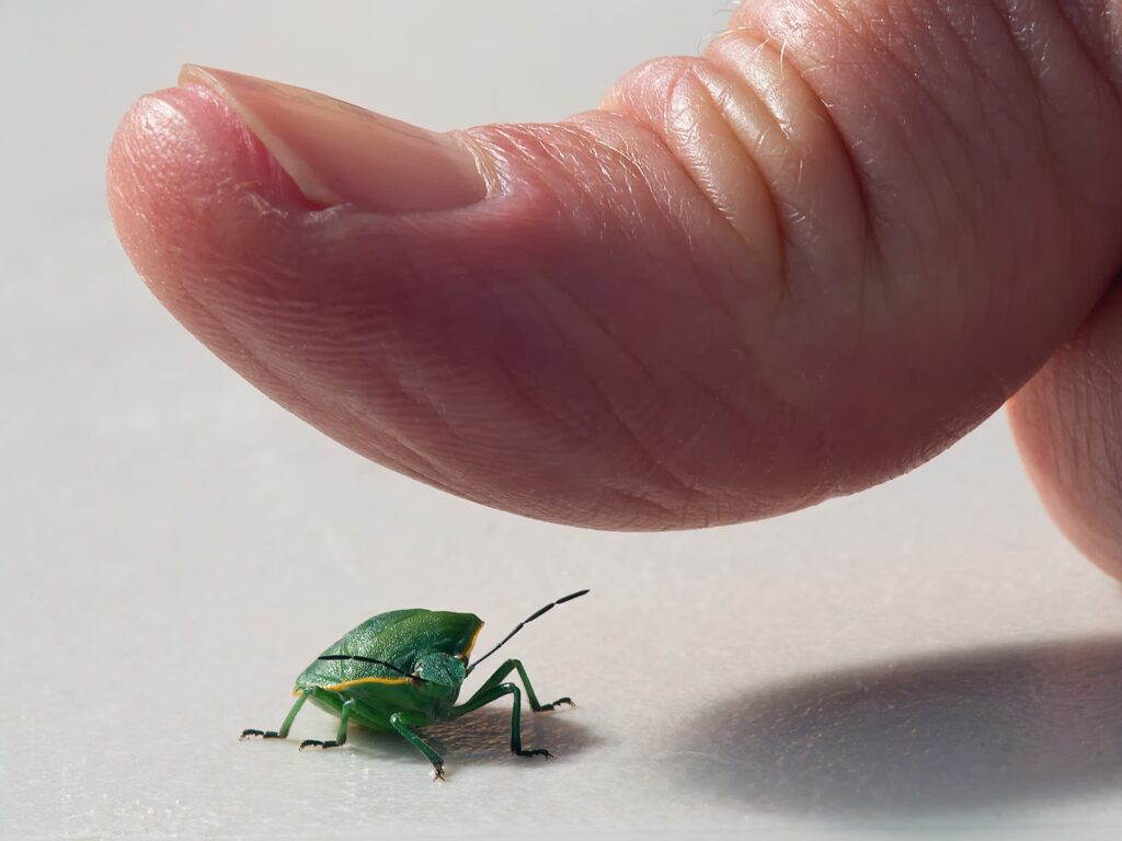 Why do bedbugs stink when crushed? The smell can attract other bedbugs