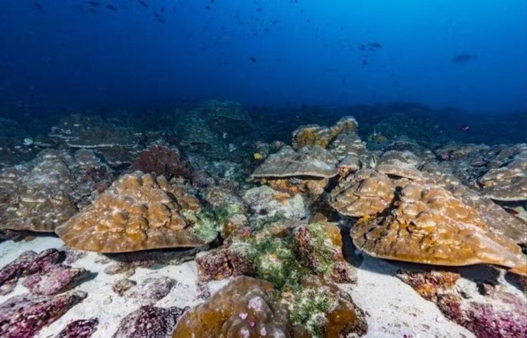 El Niño in the Pacific is more variable over the last 40 years (+36.5%): evidence in Galápagos corals