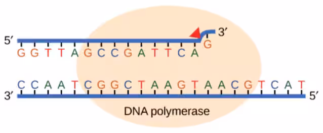 DNA polymerase proofreading