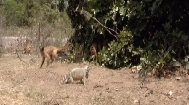 Capuchin monkeys hunt an iguana