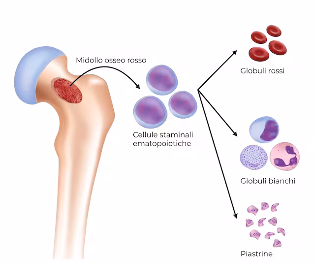 hematopoietic stem cells