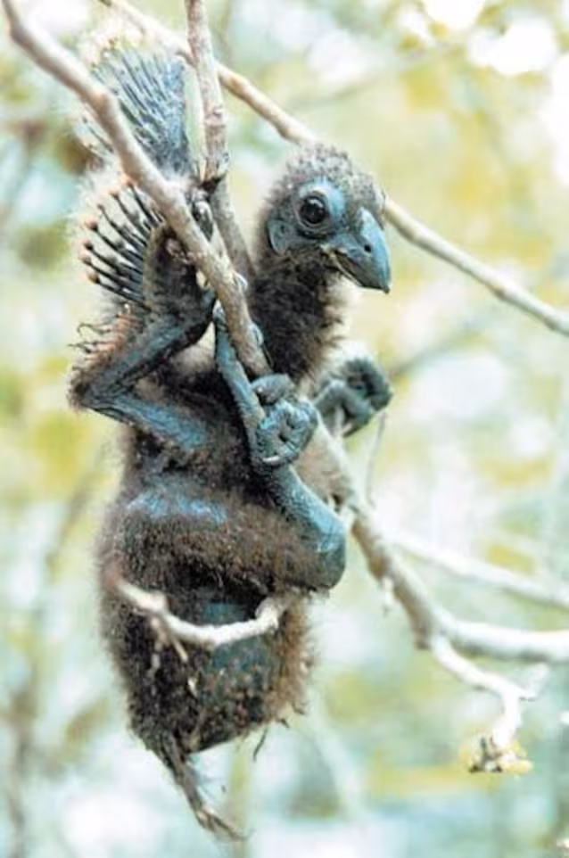 hoatzin chick