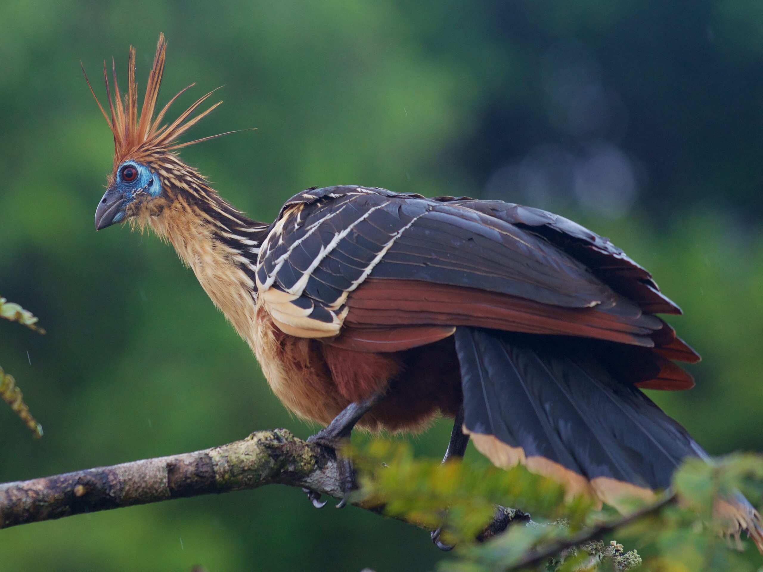 Why does hoatzin stink? It is the only bird in the world that digests leaves like a cow