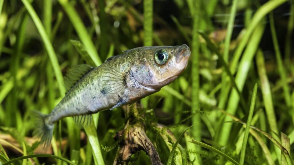 After the 2011 tsunami in Japan, two species of fish hybridized: what happened to their DNA