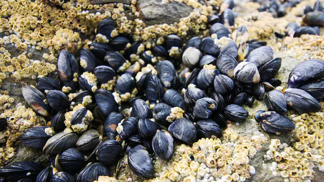 Small mussels associated with the substrate