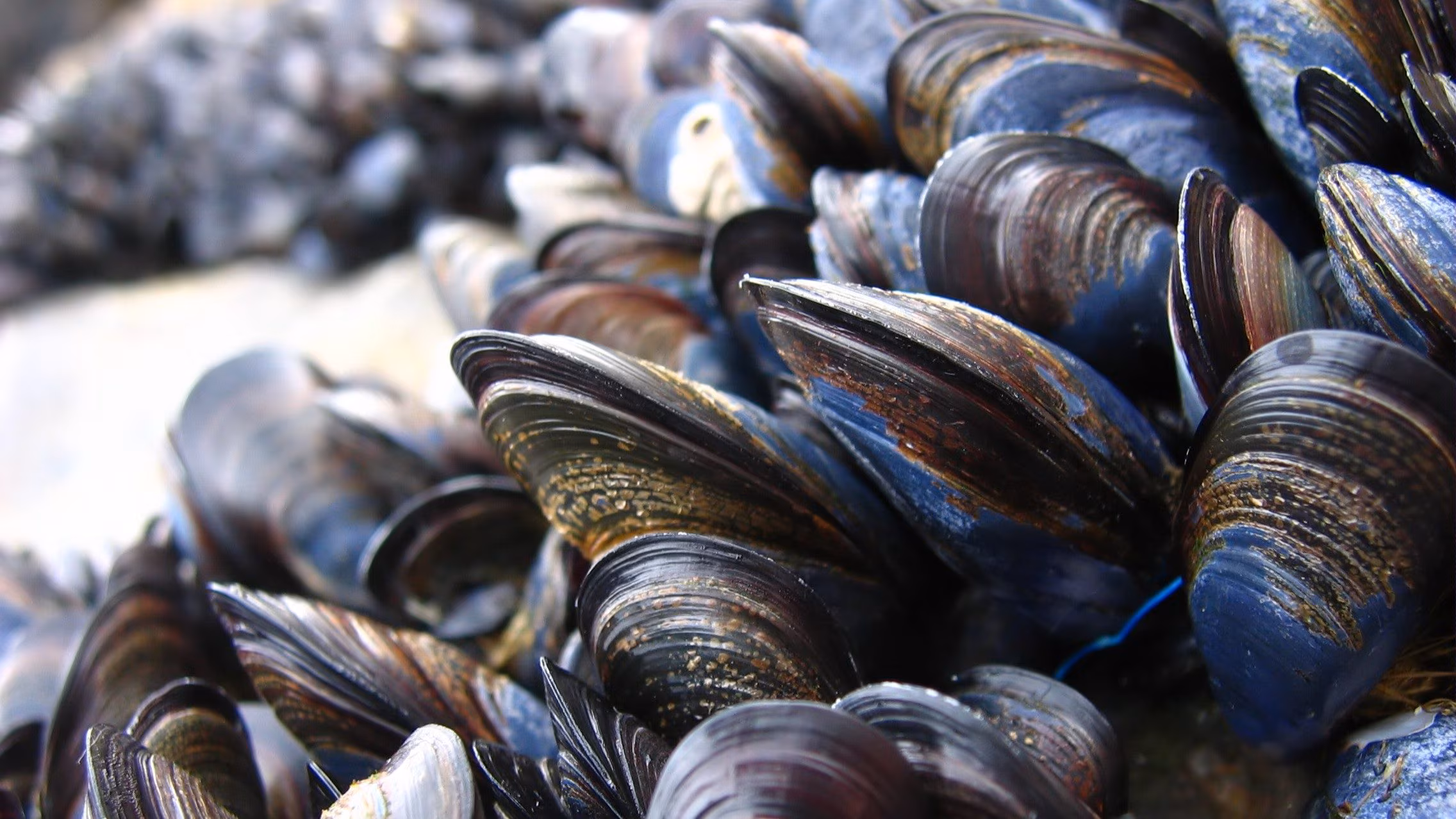 How mussels reproduce: from Mediterranean mussel larvae in the sea to adults on the rocks