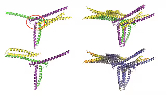 Phyllodye molecular model