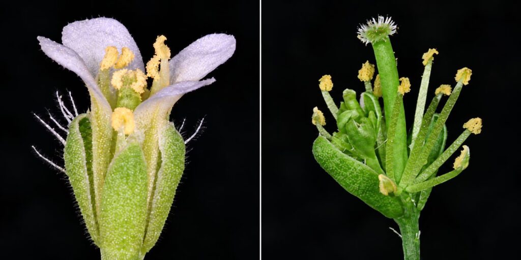 The PHYLOY protein transforms flowers into leaves: the mechanism behind the phyllody process discovered